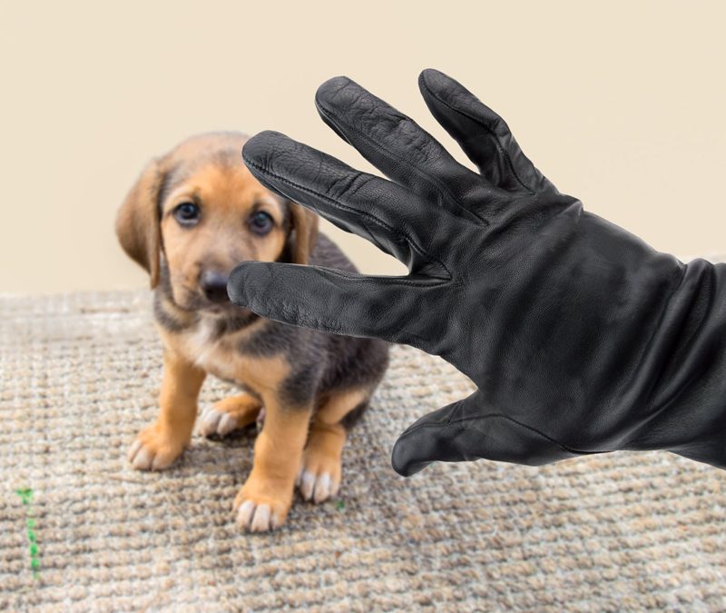 Are Dog Thieves Targeting Your Area?